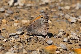 Attēlu rezultāti vaicājumam “Hyponephele lycaon”