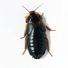 Attēlu rezultāti vaicājumam “Badhamia dubia sessile”