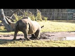 Image result for Rhyl Rhinos