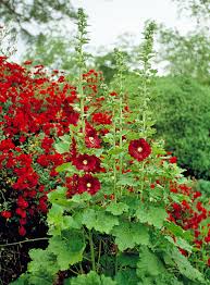 Attēlu rezultāti vaicājumam “Alcea rosea flower”