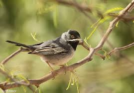 Image result for Sylvia rueppelli