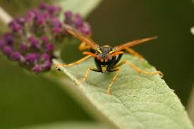 Attēlu rezultāti vaicājumam “Tenthredo scrophulariae”