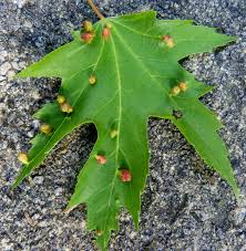 Attēlu rezultāti vaicājumam “Vasates quadripedes”