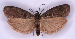 Attēlu rezultāti vaicājumam “Ortholepis betulae”