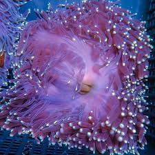 Image result for Anemonenarten