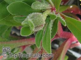 Image result for Mesembryanthemum criniflorum