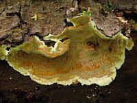 Attēlu rezultāti vaicājumam “Rigidoporus crocatus”