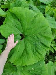 Attēlu rezultāti vaicājumam “Thladiantha dubia leaf”