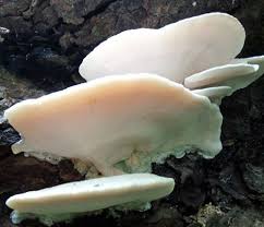 Attēlu rezultāti vaicājumam “Tyromyces chioneus”