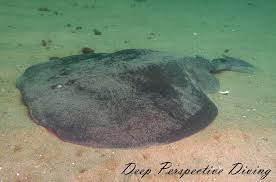 Image result for Torpedo torpedo