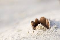 Attēlu rezultāti vaicājumam “Peziza ammophila”