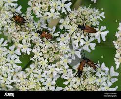 Attēlu rezultāti vaicājumam “Pseudovadonia livida”