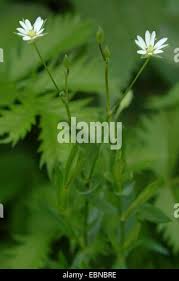 Attēlu rezultāti vaicājumam “Stellaria longifolia flower”