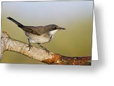 Image result for Sylvia hortensis