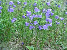 Attēlu rezultāti vaicājumam “Campanula rotundifolia”