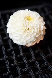 Image result for Dahlia `Snowflake`