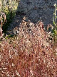 Attēlu rezultāti vaicājumam “Anisantha tectorum fruit”