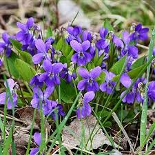 Attēlu rezultāti vaicājumam “Viola odorata”