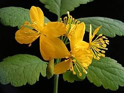 Image result for Chelidonium majus