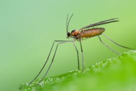 Attēlu rezultāti vaicājumam “Cecidomyiidae”