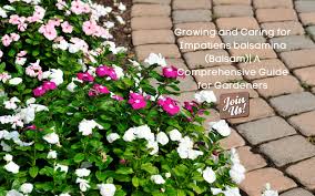 Image result for Impatiens balsamina