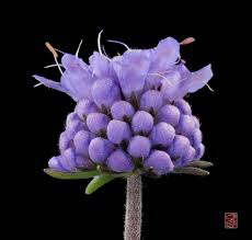 Image result for Succisa pratensis