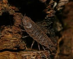 Attēlu rezultāti vaicājumam “Symphytocarpus flaccidus spores”