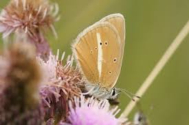 Attēlu rezultāti vaicājumam “Agrodiaetus amandus female”