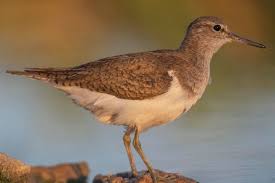 Attēlu rezultāti vaicājumam “Actitis hypoleucos adult”