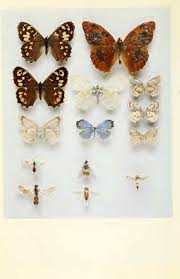 Attēlu rezultāti vaicājumam “Harminius undulatus”