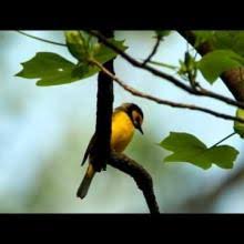 Image result for Wilsonia citrina