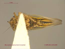 Attēlu rezultāti vaicājumam “Macrosteles sp.”