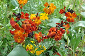 Image result for Cheiranthus cheiri