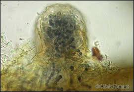 Attēlu rezultāti vaicājumam “Leptogium saturninum”