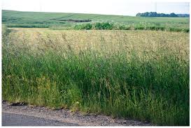 Attēlu rezultāti vaicājumam “Bromopsis inermis fruit”