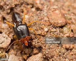 Attēlu rezultāti vaicājumam “Triplax russica”