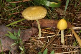 Attēlu rezultāti vaicājumam “Bolbitius vitellinus”