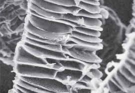 Attēlu rezultāti vaicājumam “Bryum funkii cells”