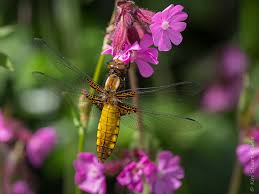 Attēlu rezultāti vaicājumam “Libellula depressa female”