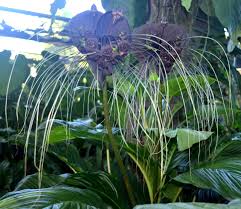 Image result for Tacca chantrieri