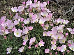 Image result for Oenothera odorata