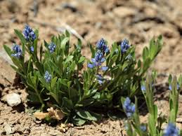 Attēlu rezultāti vaicājumam “Polygala amarella flower”