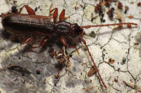 Attēlu rezultāti vaicājumam “Dendrophagus crenatus”