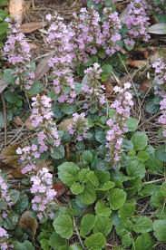 Attēlu rezultāti vaicājumam “Ajuga genevensis flower”