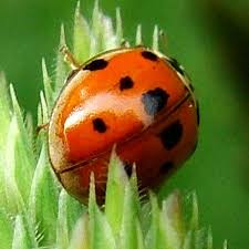 Attēlu rezultāti vaicājumam “Adalia decempunctata”