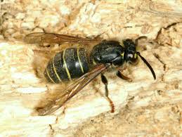 Attēlu rezultāti vaicājumam “Dolichovespula media”