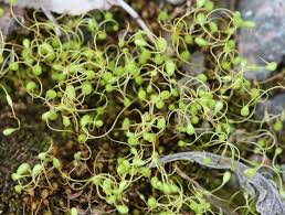 Attēlu rezultāti vaicājumam “Funaria hygrometrica”