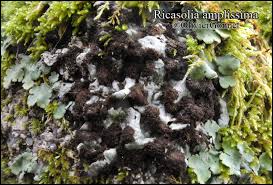 Attēlu rezultāti vaicājumam “Lobaria amplissima”