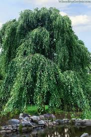 Attēlu rezultāti vaicājumam “Cercidiphyllum japonicum”