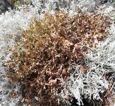 Attēlu rezultāti vaicājumam “Cetraria islandica”